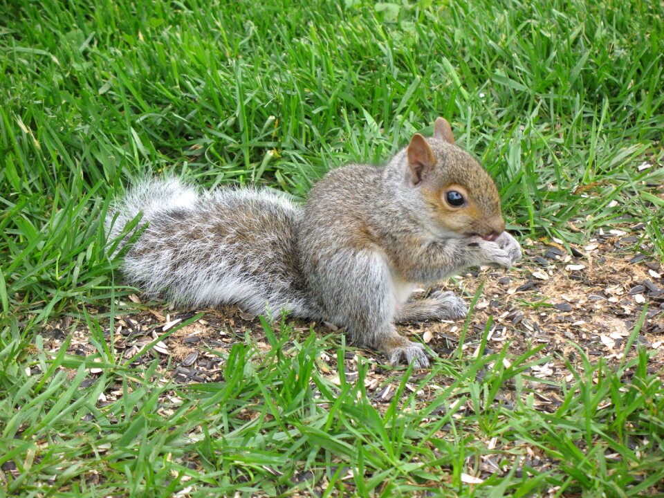 Animal cute wildlife
