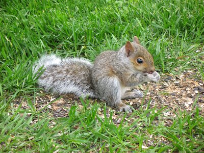 Animal cute wildlife
