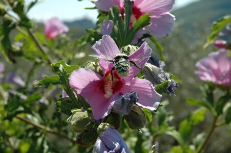 Animal flowers nature