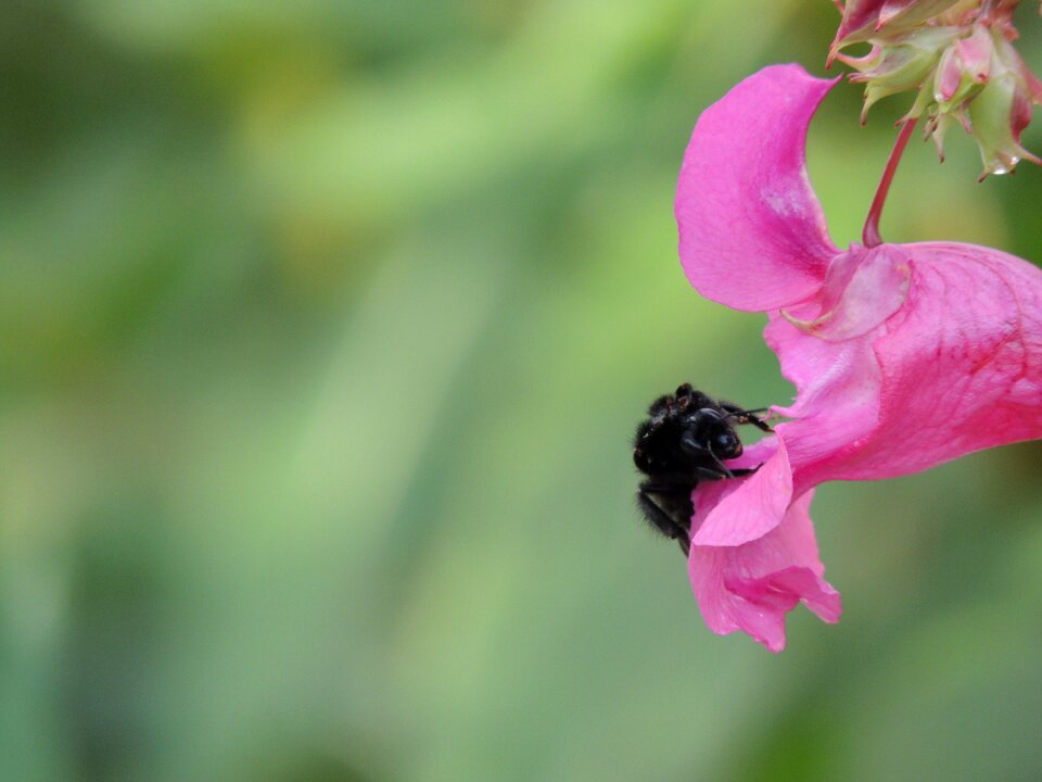 Nectar nature close up photo