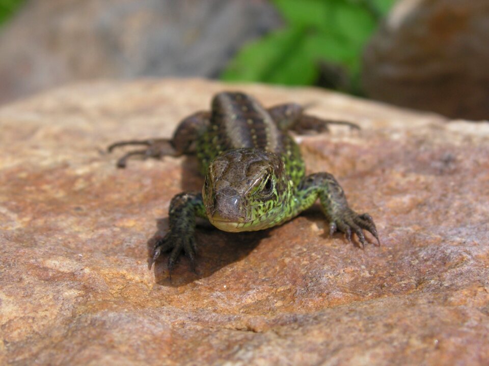 General male reptile