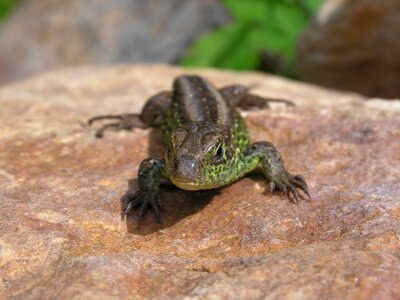 General male reptile