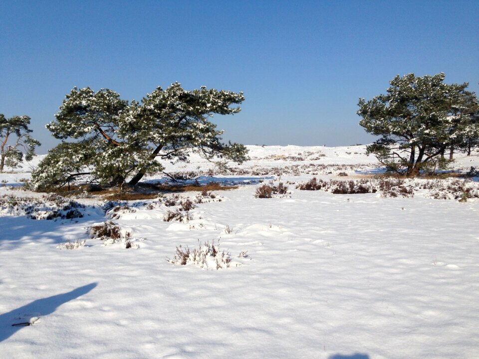 Heide winter winter landscape