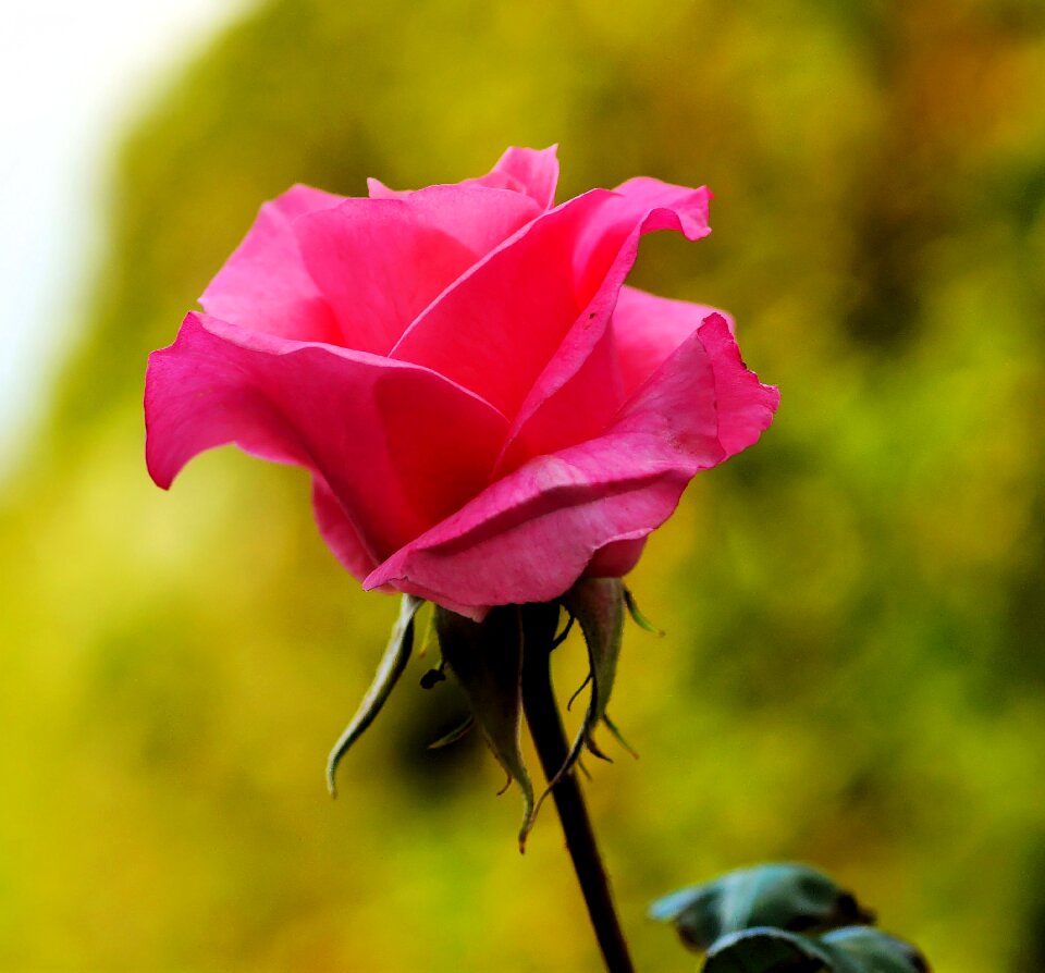 Pink rose bloom beauty