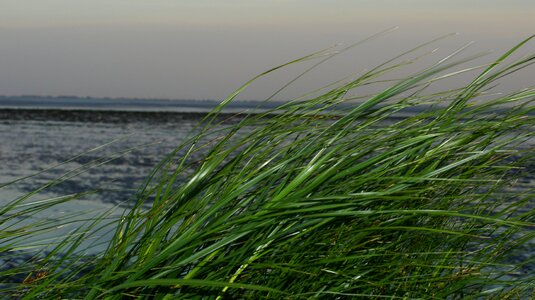 North sea wadden sea wind