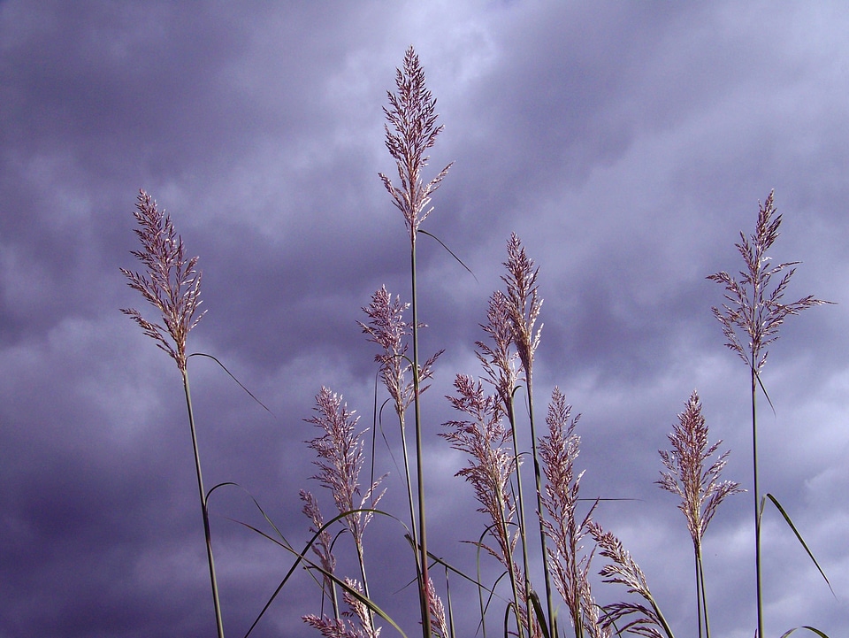 Vegetation clouds sky