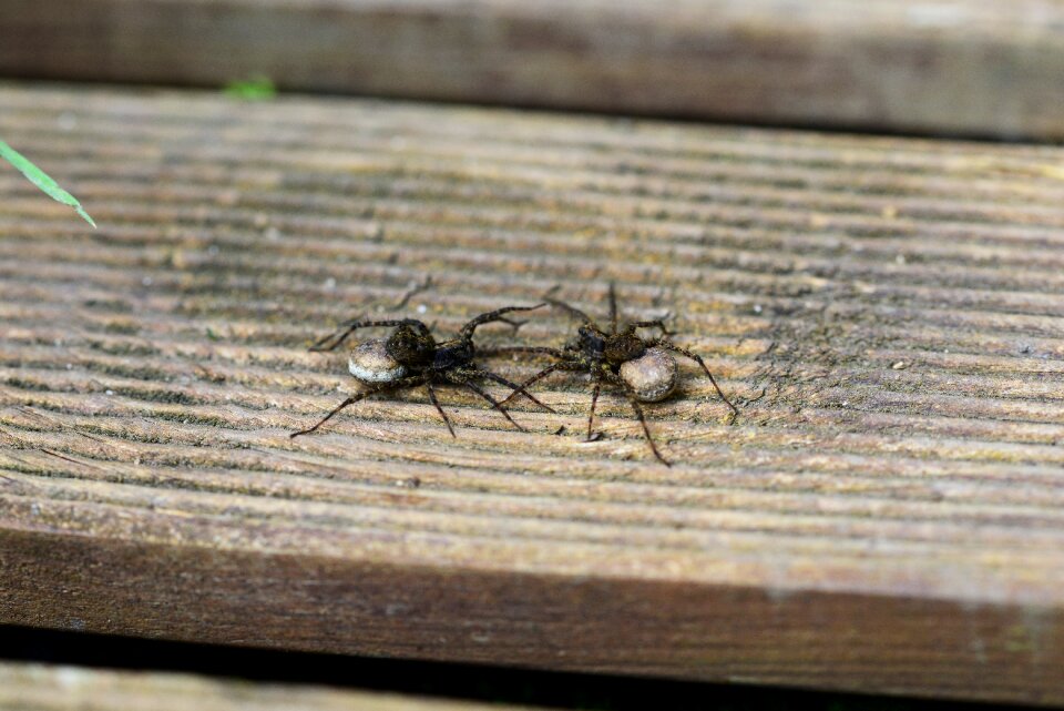 Spider pregnant egg sack