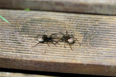 Spider pregnant egg sack
