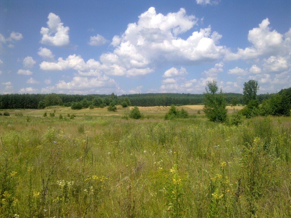Summer poland landscape