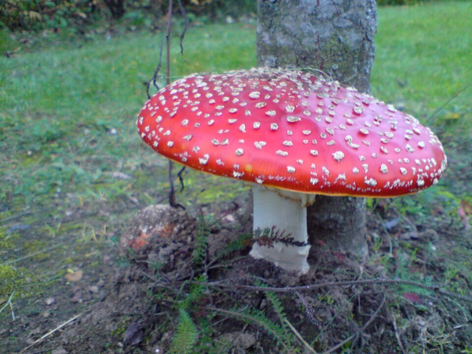 Fly agaric forest red fly agaric mushroom