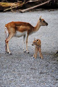 Birth umbilical cord zoo