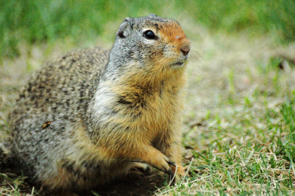 Wildlife green brown