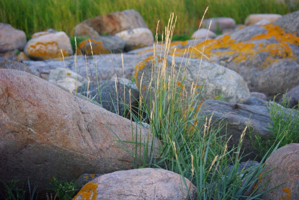 Landscape outdoor plant