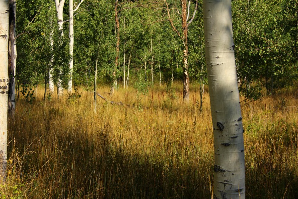 Grass quaken asp glade meadow
