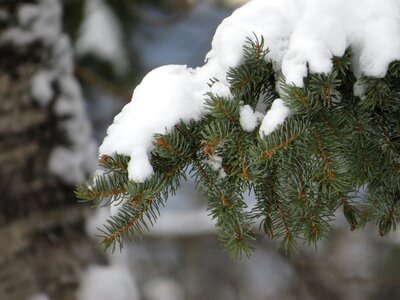 Branch white snowy