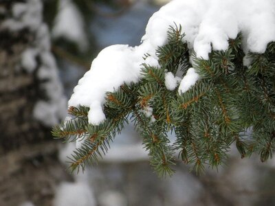 Branch white snowy photo