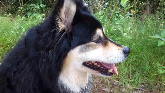 Finnish lapphund dog tip