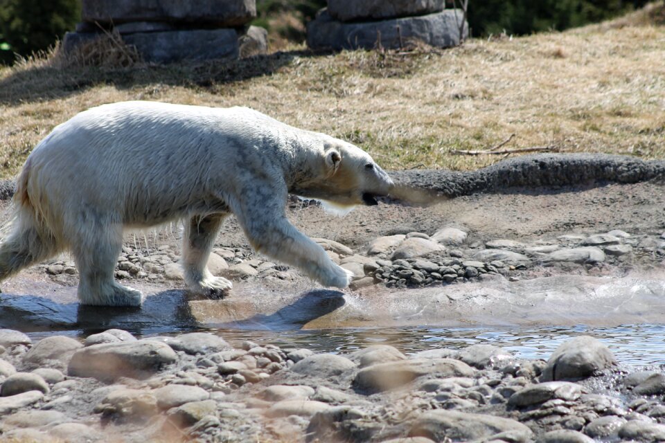 Play animal nature