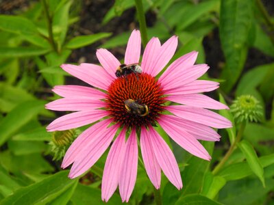 Pollination nectar garden photo