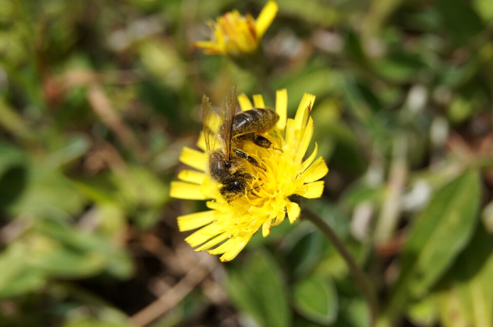 Flower yellow nature