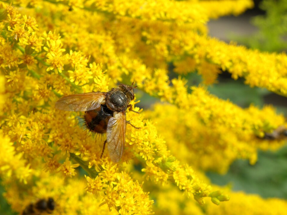 Plant insect detail