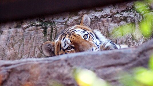 Tiger big cat tiergarten photo