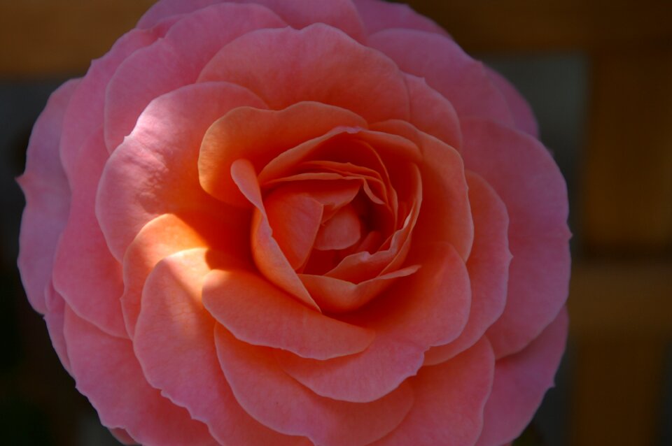 Blossom bloom beautiful