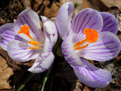 Blooming close up early