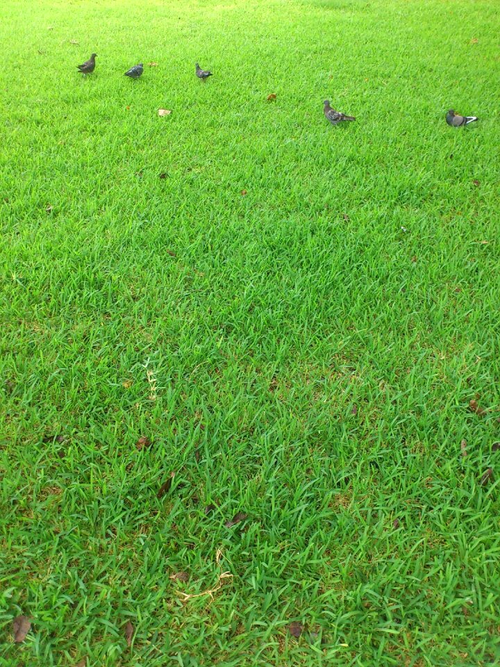 Park pigeons green