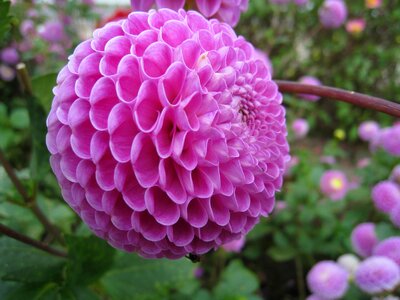 Flower autumn garden