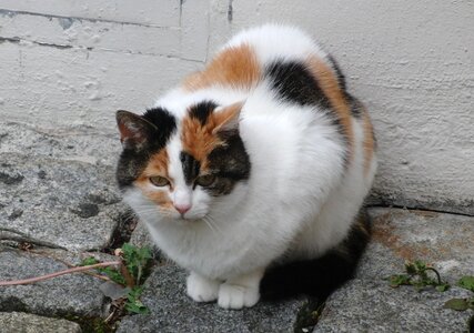 Mammal domestic cat furry photo