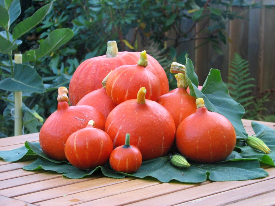 Pumpkin fruit autumn