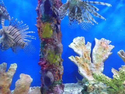 Fishes poisonous aquarium fish
