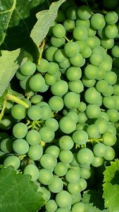 Green wine harvest autumn