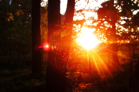 Sun tree forest