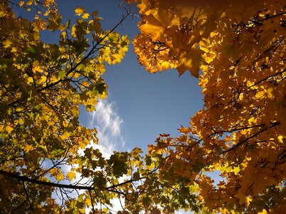 Season yellow trees photo