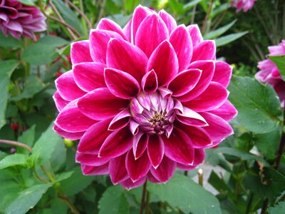 Garden plant nodule