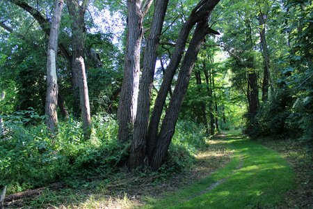 Glade trees green photo