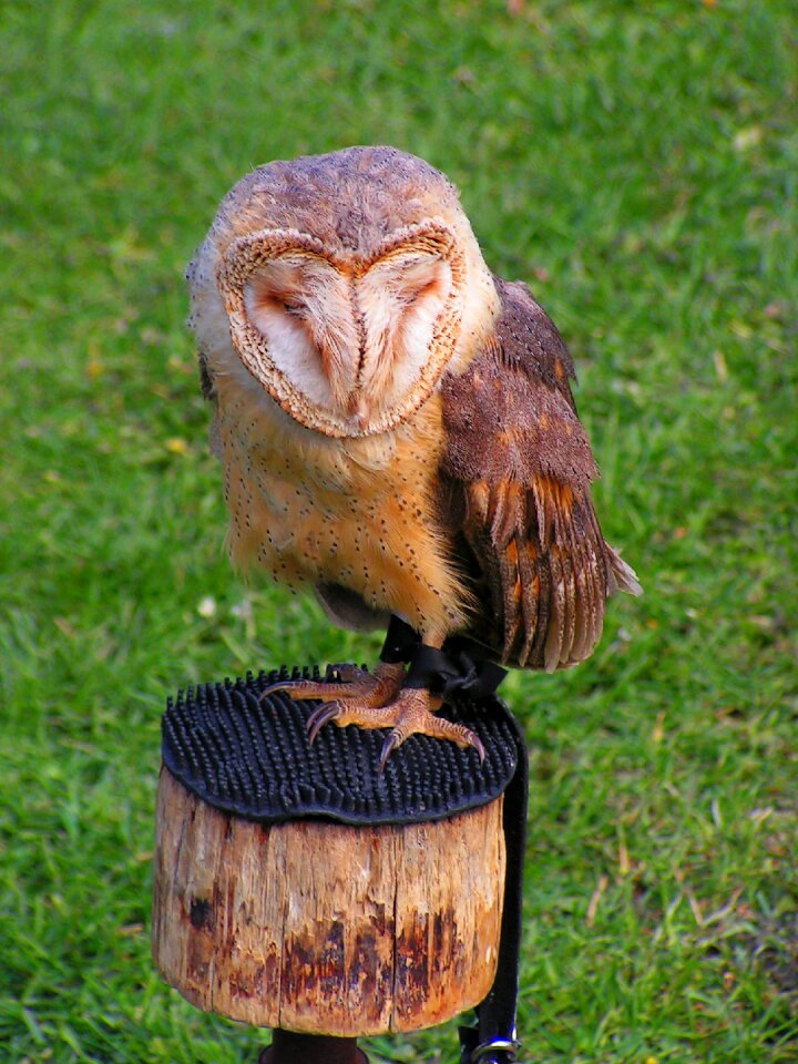 Barn owl predator these albums