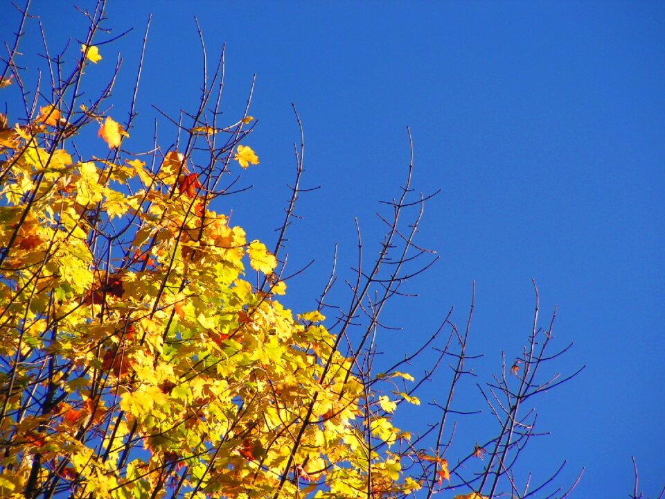 Leaves nature branch