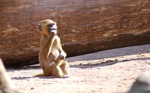 Monkey baby monkey tiergarten photo