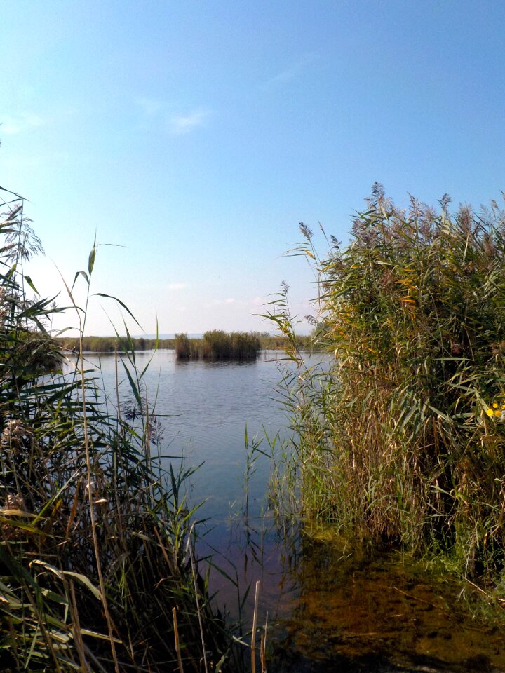 Nature grass water