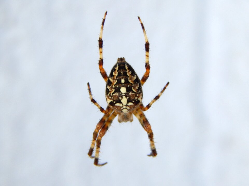 Insect arachnid cobweb