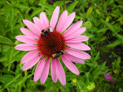 Bees pollination nectar photo