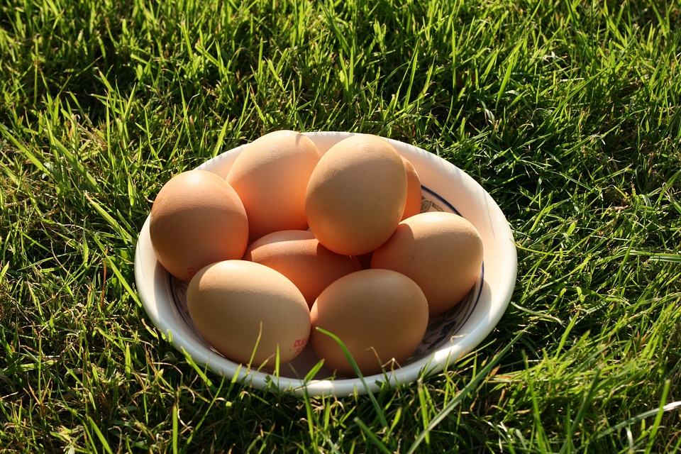 Fresh nutrition chicken