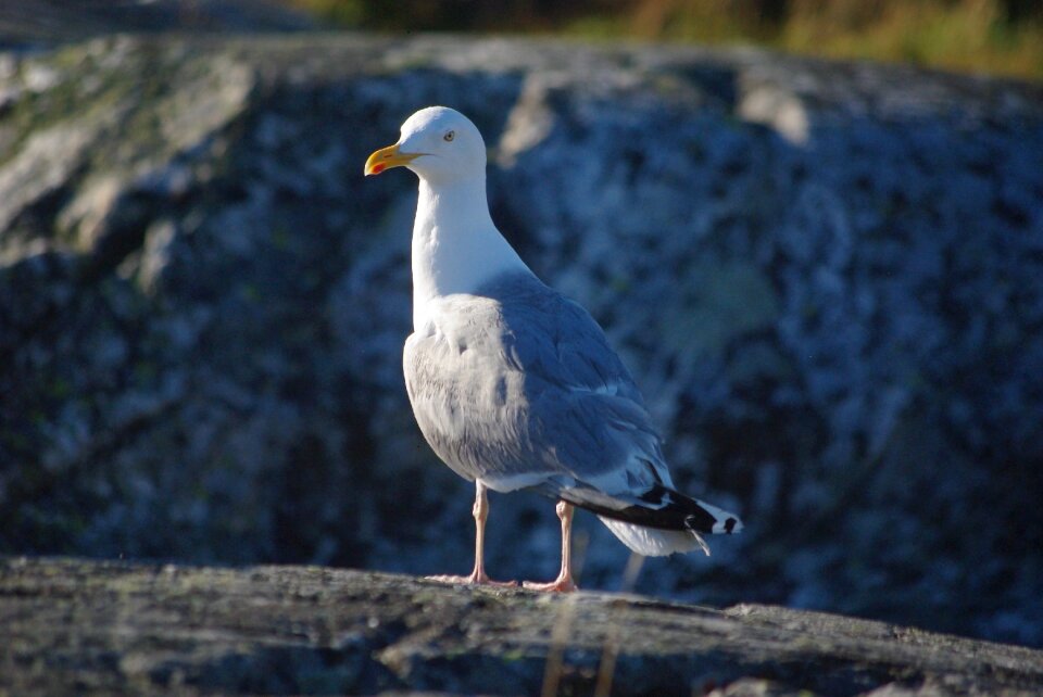 Wildlife gull bird