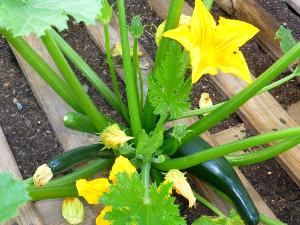 Vegetables zucchini flower bio