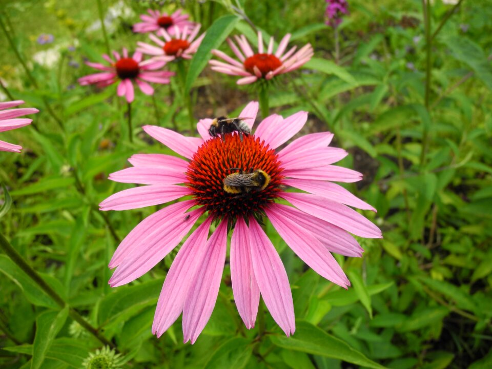Bees pollination nectar