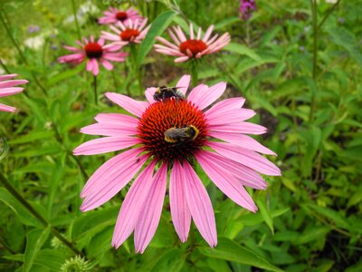 Bees pollination nectar photo