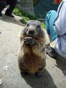 Eating begging enjoy